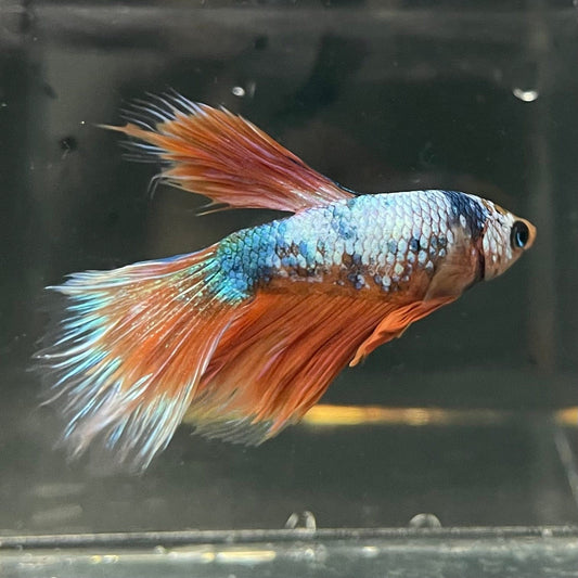 the-fish-farm Premium Male Betta Fancy Halfmoon Premium Male Betta - One Only - 10 Choose your new Premuium Fancy Halfmoon Male Betta - The Fish Farm
