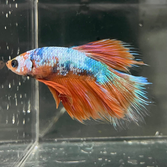 the-fish-farm Premium Male Betta Fancy Halfmoon Premium Male Betta - One Only - 10 Choose your new Premuium Fancy Halfmoon Male Betta - The Fish Farm