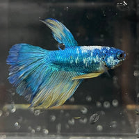 the-fish-farm Premium Male Betta Fancy Halfmoon Premium Male Betta - One Only - 13 Choose your new Premuium Fancy Halfmoon Male Betta - The Fish Farm