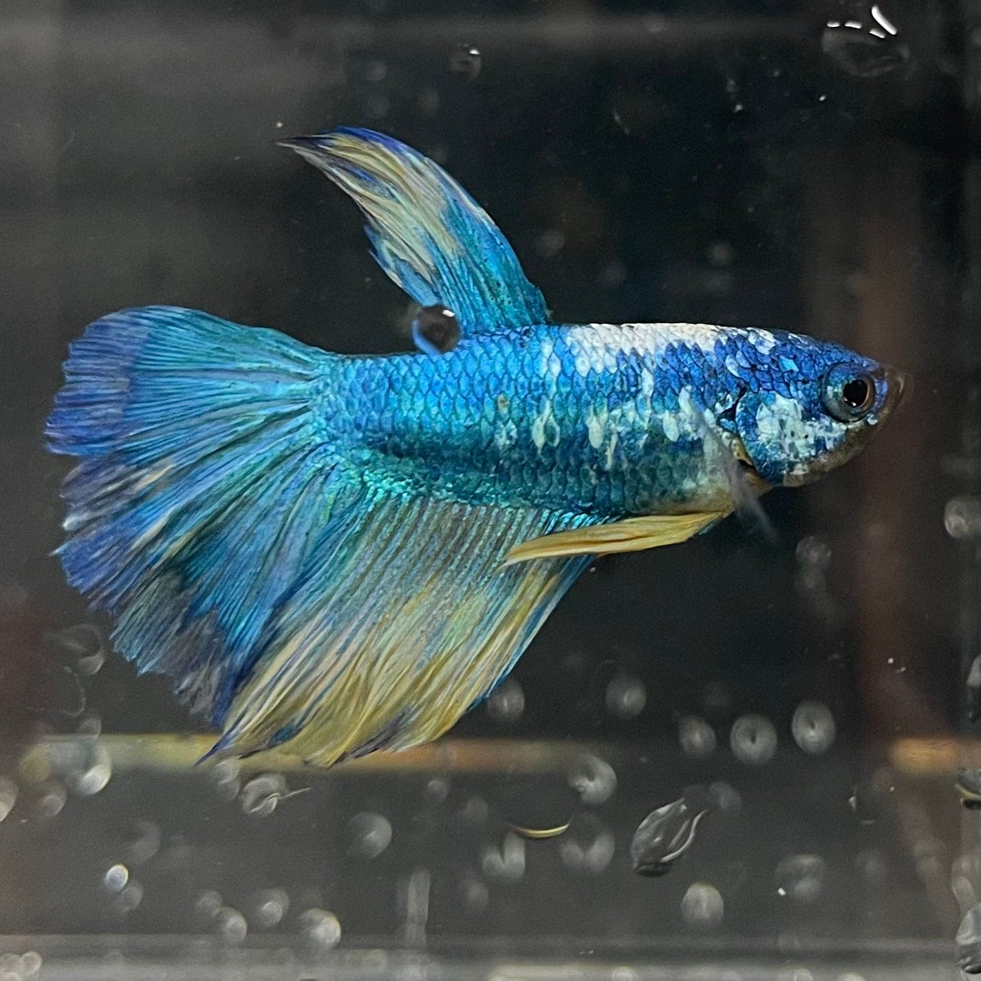 the-fish-farm Premium Male Betta Fancy Halfmoon Premium Male Betta - One Only - 13 Choose your new Premuium Fancy Halfmoon Male Betta - The Fish Farm