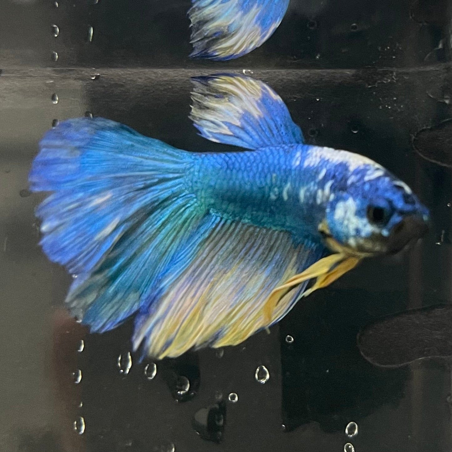 the-fish-farm Premium Male Betta Fancy Halfmoon Premium Male Betta - One Only - 13 Choose your new Premuium Fancy Halfmoon Male Betta - The Fish Farm