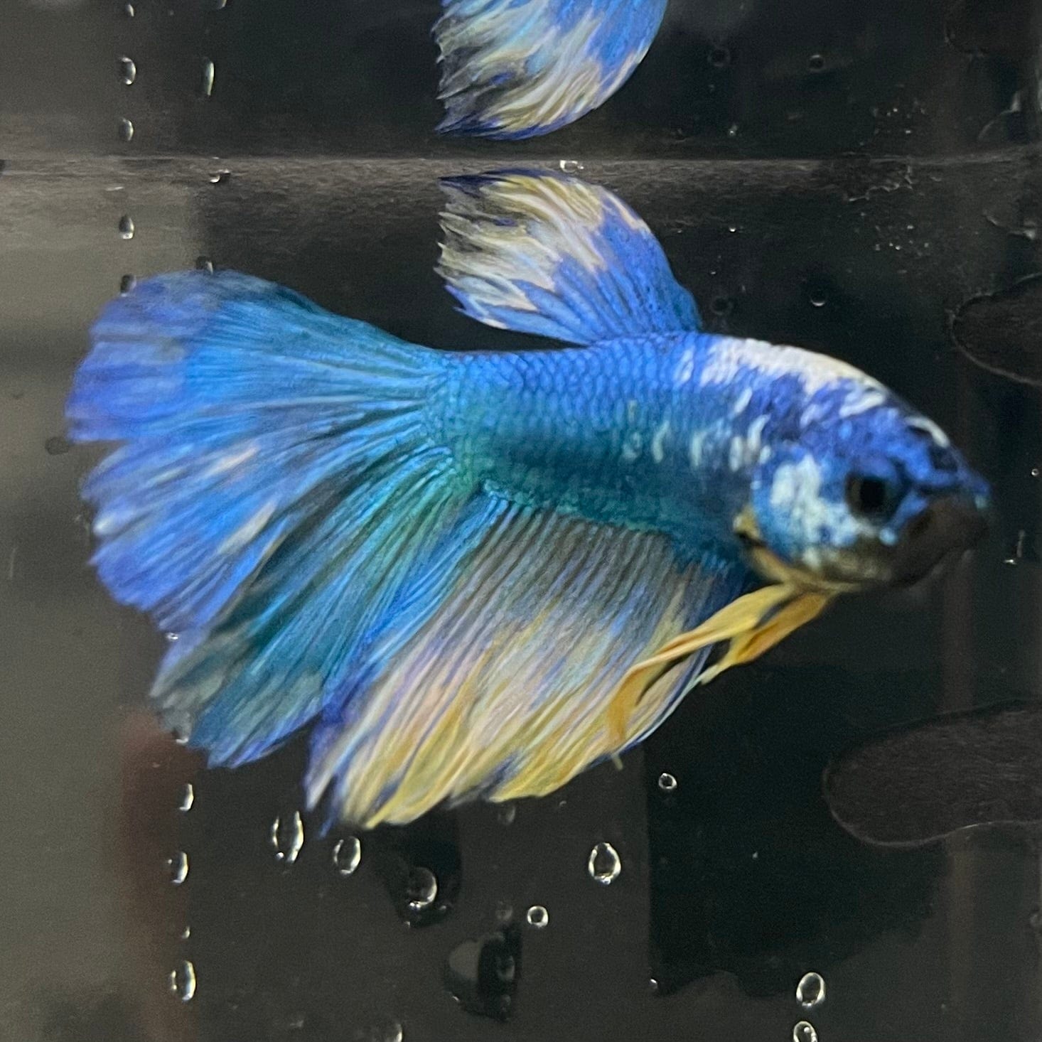 the-fish-farm Premium Male Betta Fancy Halfmoon Premium Male Betta - One Only - 13 Choose your new Premuium Fancy Halfmoon Male Betta - The Fish Farm