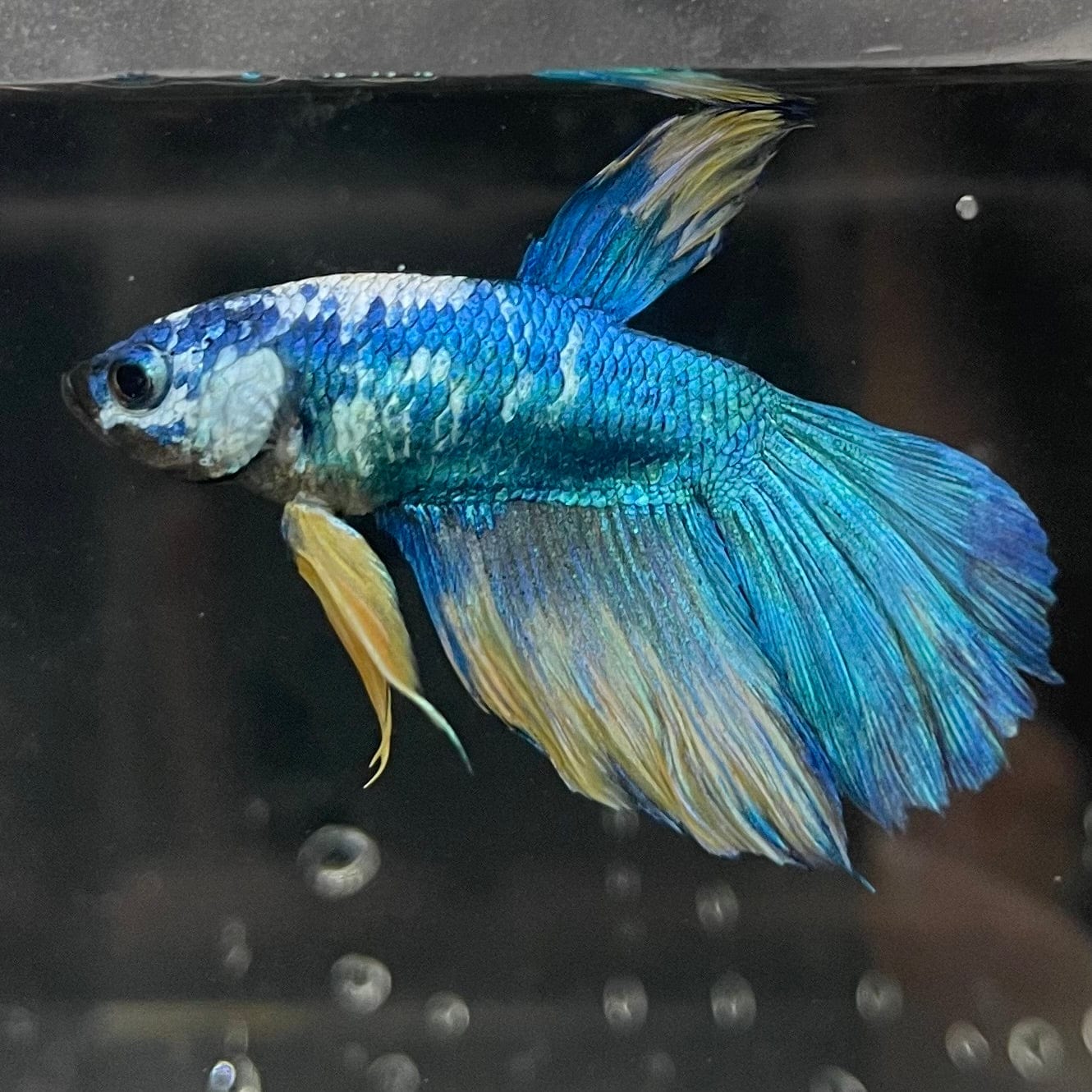 the-fish-farm Premium Male Betta Fancy Halfmoon Premium Male Betta - One Only - 13 Choose your new Premuium Fancy Halfmoon Male Betta - The Fish Farm