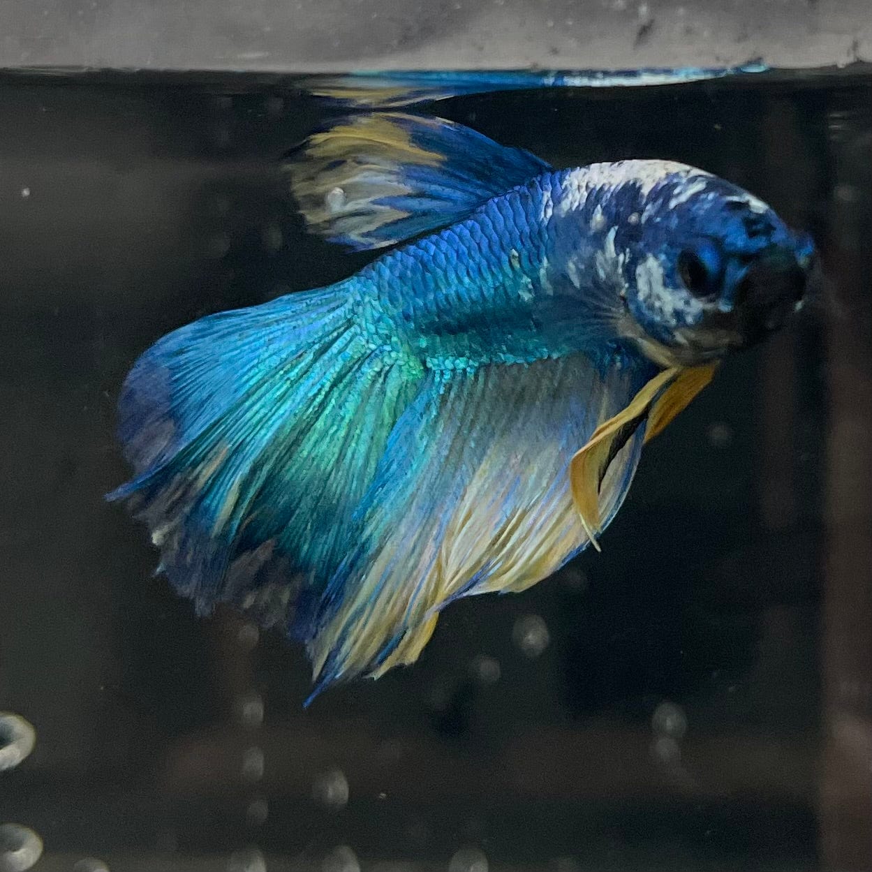the-fish-farm Premium Male Betta Fancy Halfmoon Premium Male Betta - One Only - 13 Choose your new Premuium Fancy Halfmoon Male Betta - The Fish Farm