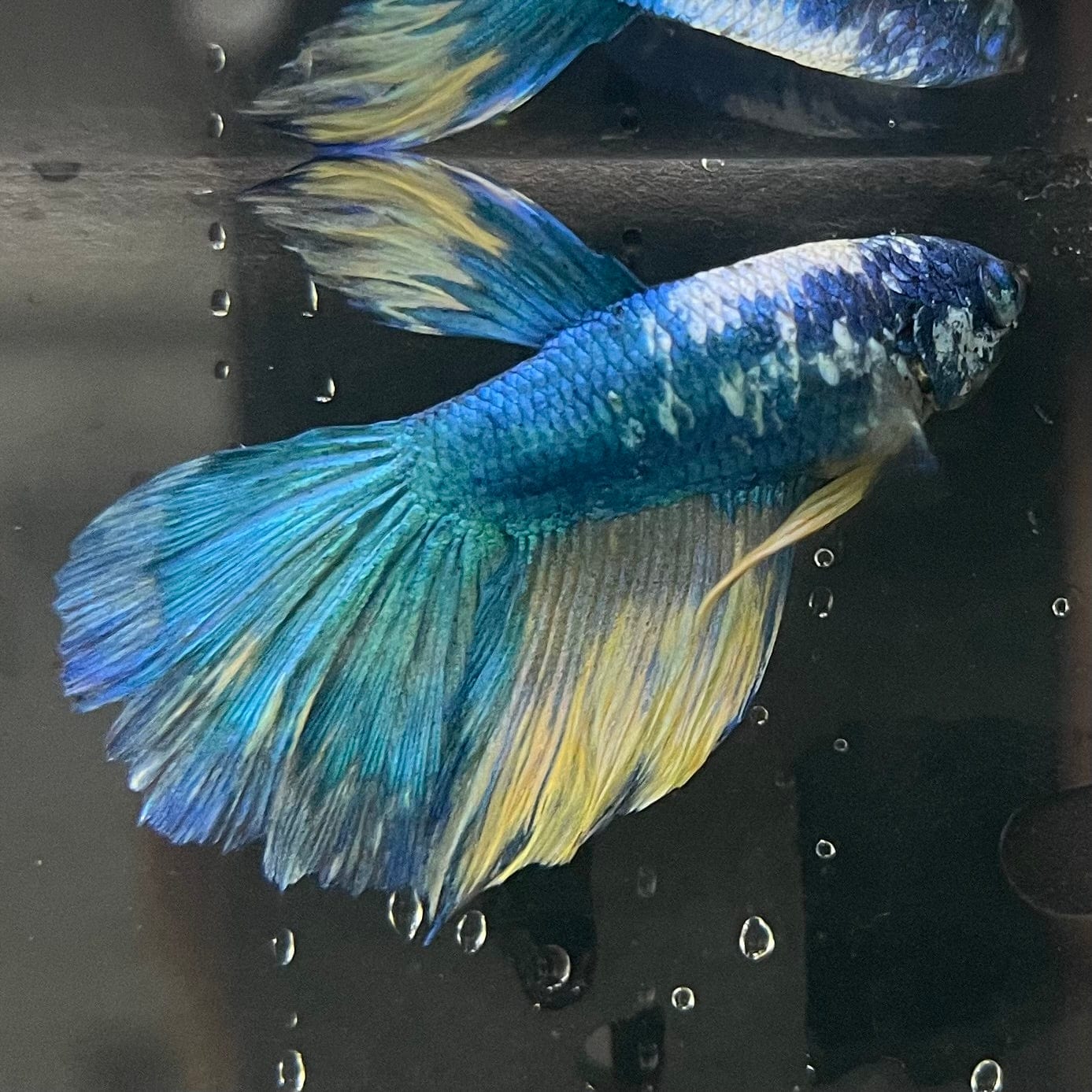 the-fish-farm Premium Male Betta Fancy Halfmoon Premium Male Betta - One Only - 13 Choose your new Premuium Fancy Halfmoon Male Betta - The Fish Farm