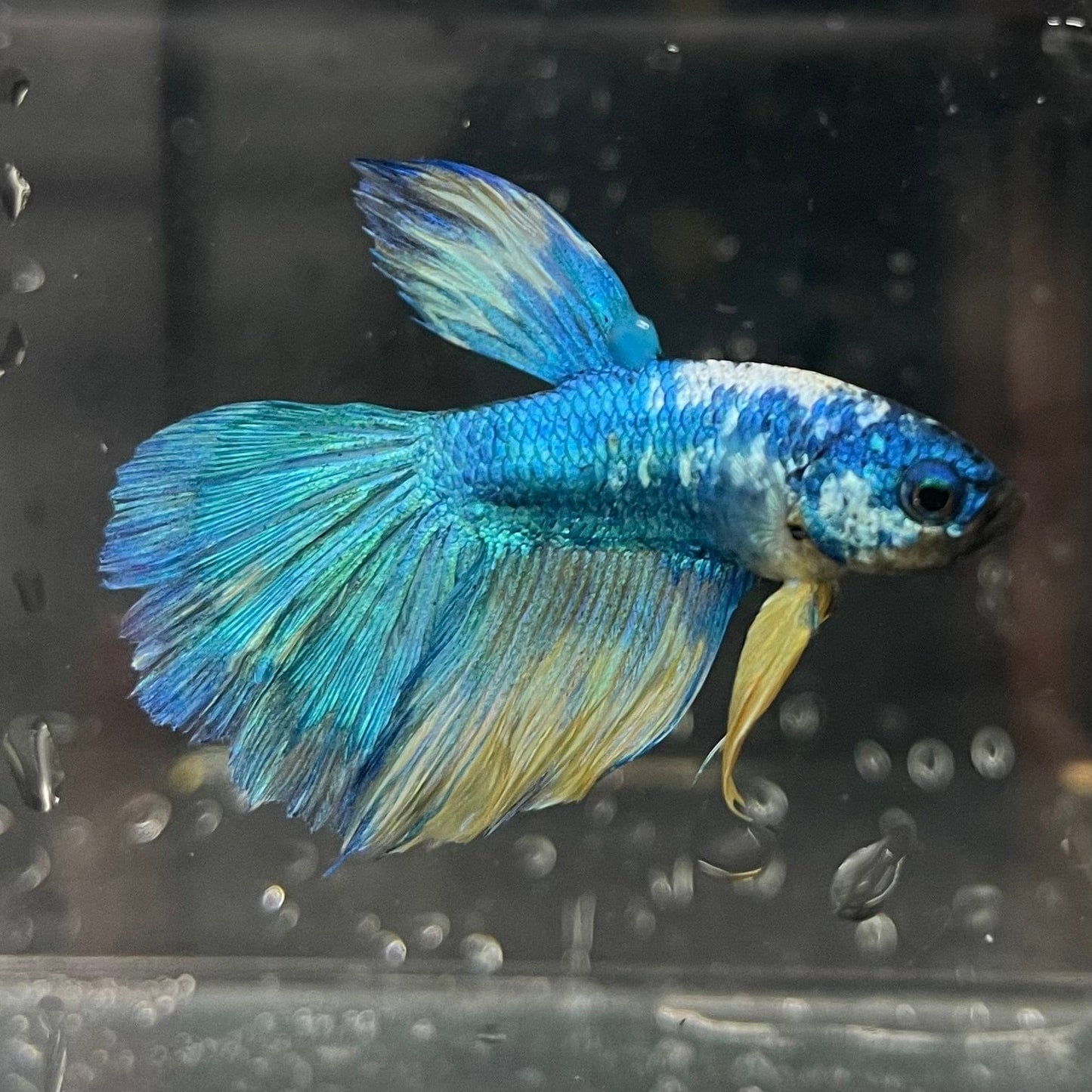 the-fish-farm Premium Male Betta Fancy Halfmoon Premium Male Betta - One Only - 13 Choose your new Premuium Fancy Halfmoon Male Betta - The Fish Farm