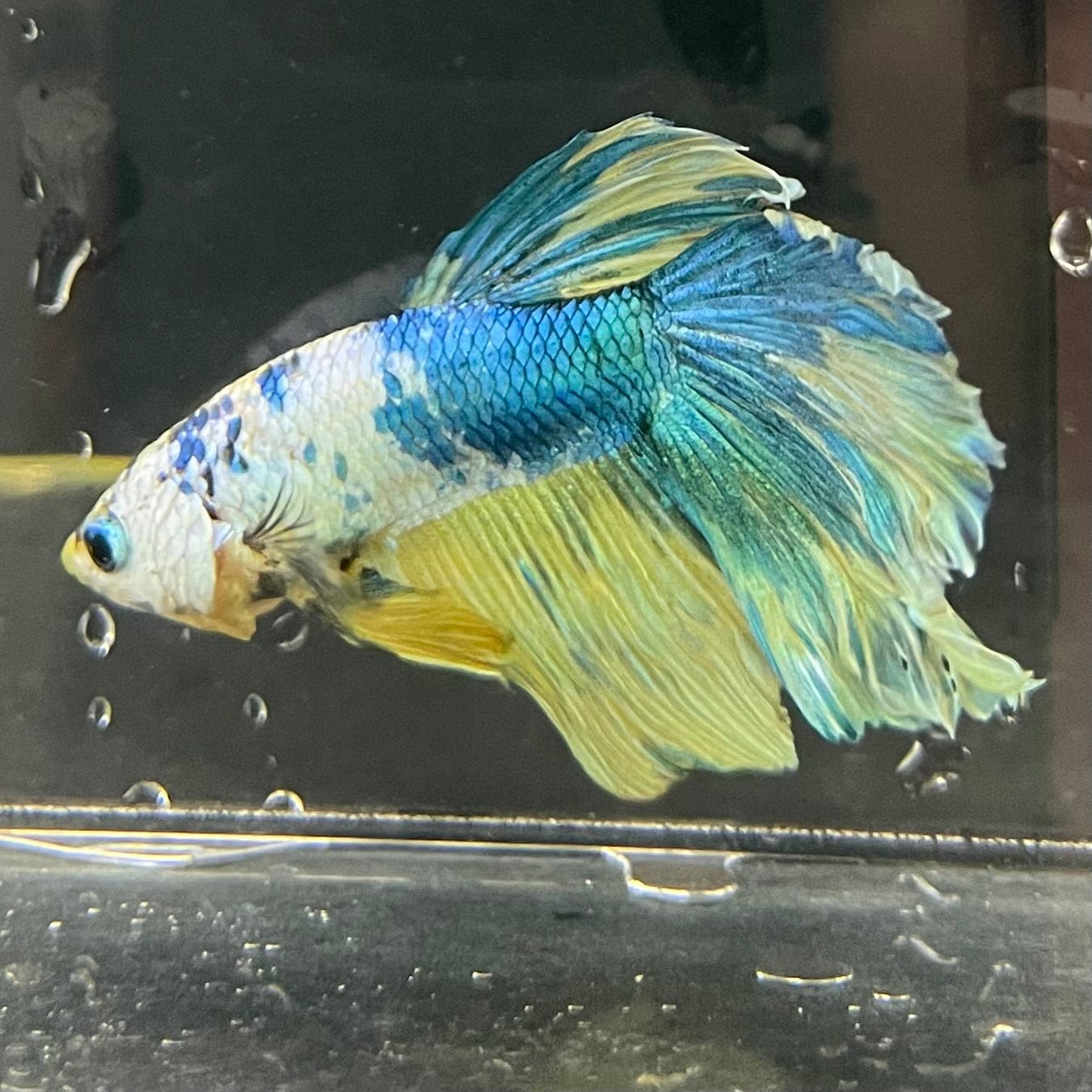 the-fish-farm Premium Male Betta Fancy Halfmoon Premium Male Betta - One Only - 15 Choose your new Premuium Fancy Halfmoon Male Betta - The Fish Farm