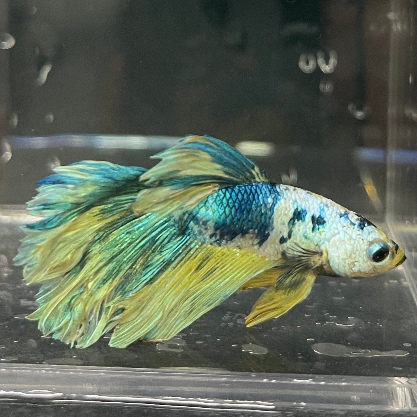 the-fish-farm Premium Male Betta Fancy Halfmoon Premium Male Betta - One Only - 15 Choose your new Premuium Fancy Halfmoon Male Betta - The Fish Farm