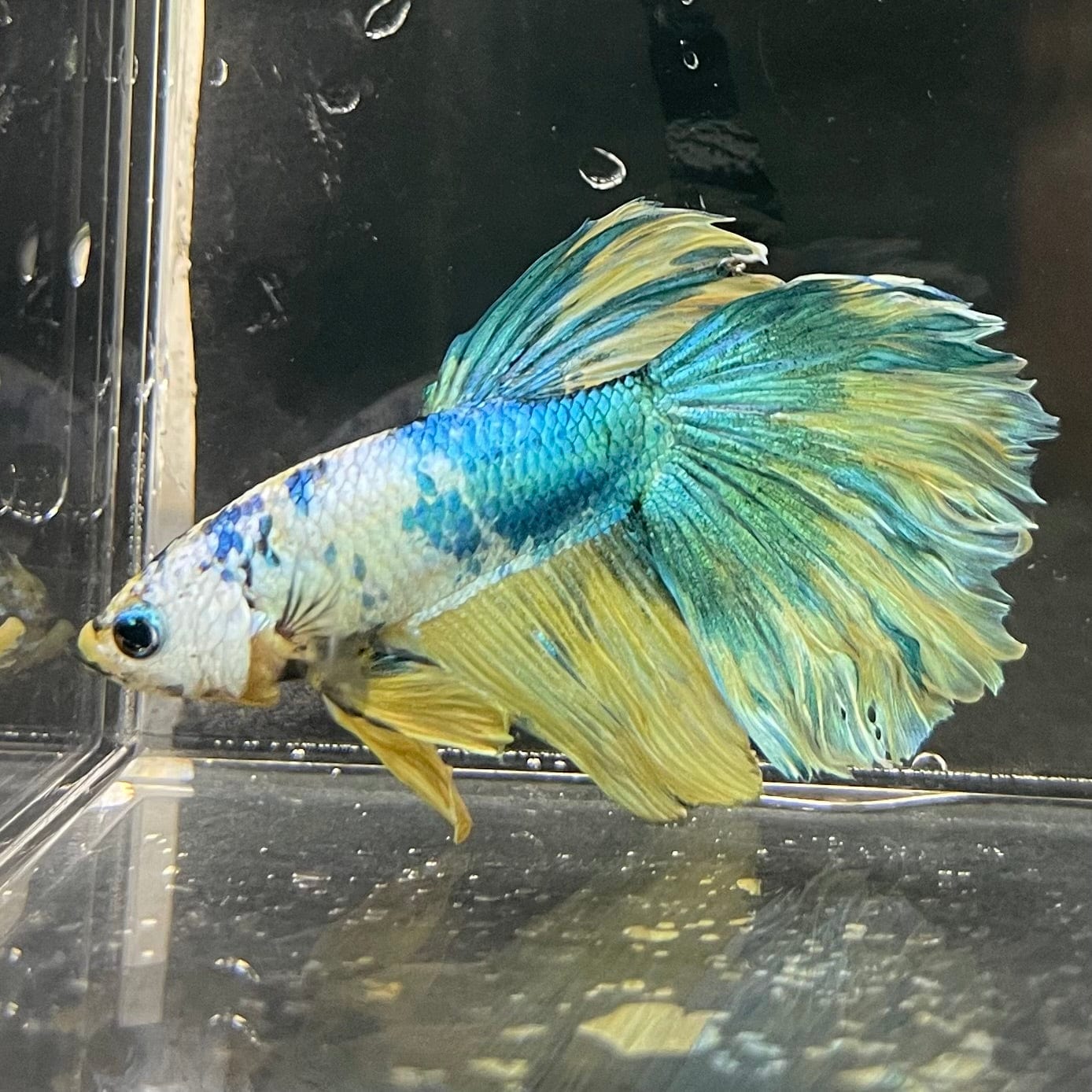 the-fish-farm Premium Male Betta Fancy Halfmoon Premium Male Betta - One Only - 15 Choose your new Premuium Fancy Halfmoon Male Betta - The Fish Farm