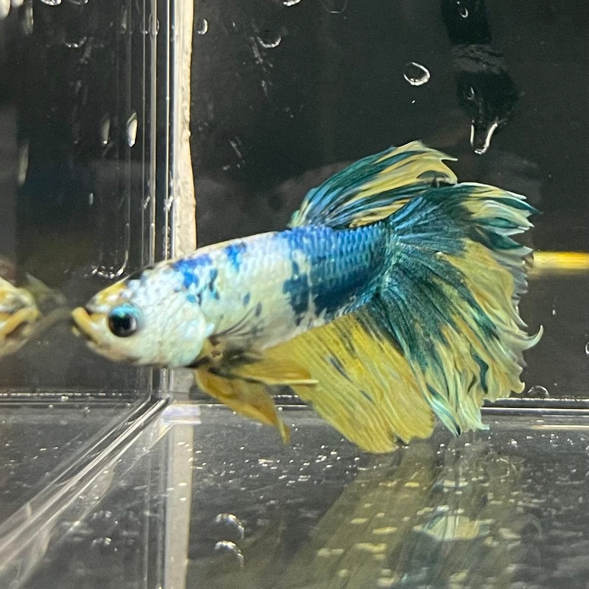 the-fish-farm Premium Male Betta Fancy Halfmoon Premium Male Betta - One Only - 15 Choose your new Premuium Fancy Halfmoon Male Betta - The Fish Farm