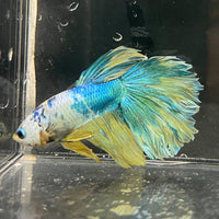 the-fish-farm Premium Male Betta Fancy Halfmoon Premium Male Betta - One Only - 15 Choose your new Premuium Fancy Halfmoon Male Betta - The Fish Farm