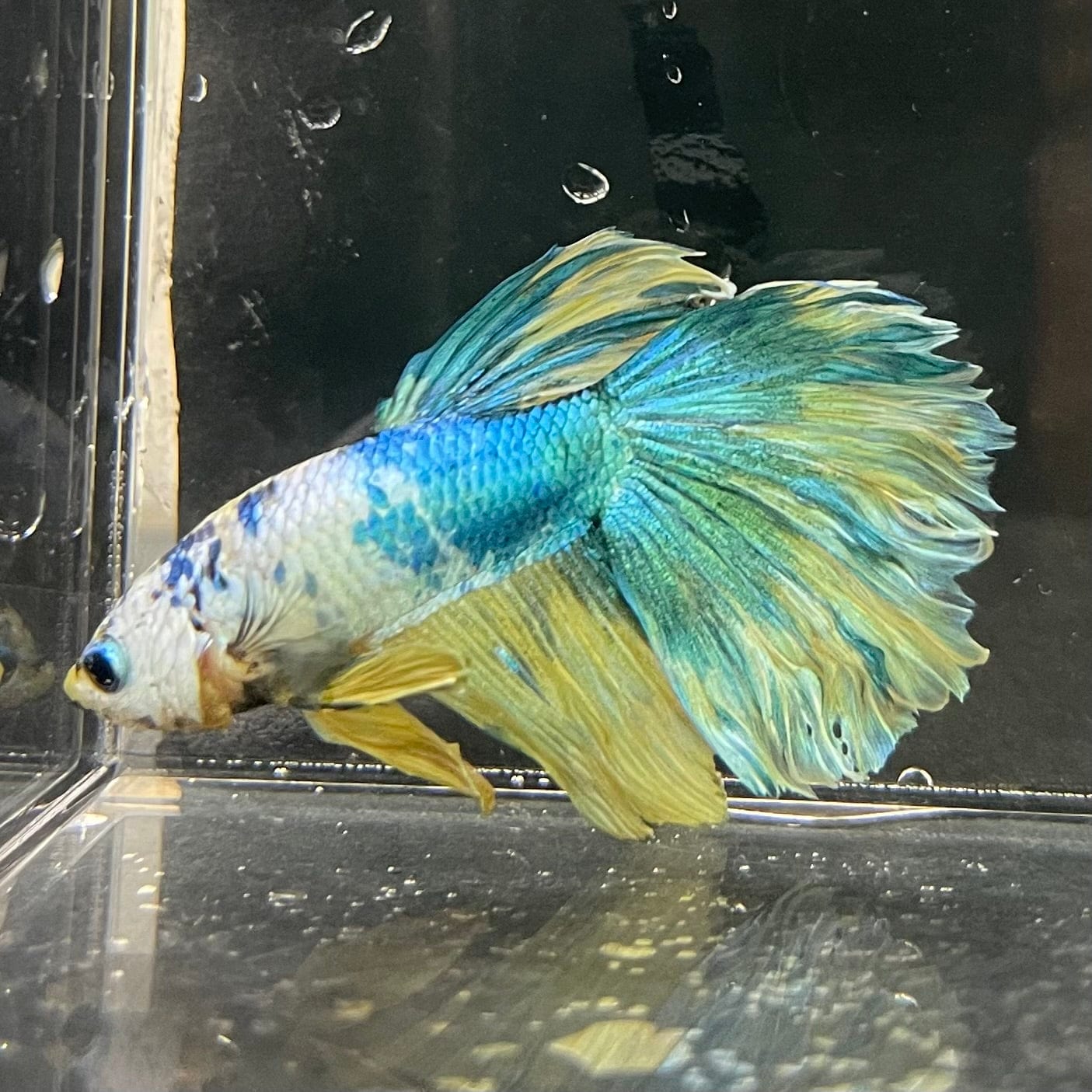 the-fish-farm Premium Male Betta Fancy Halfmoon Premium Male Betta - One Only - 15 Choose your new Premuium Fancy Halfmoon Male Betta - The Fish Farm