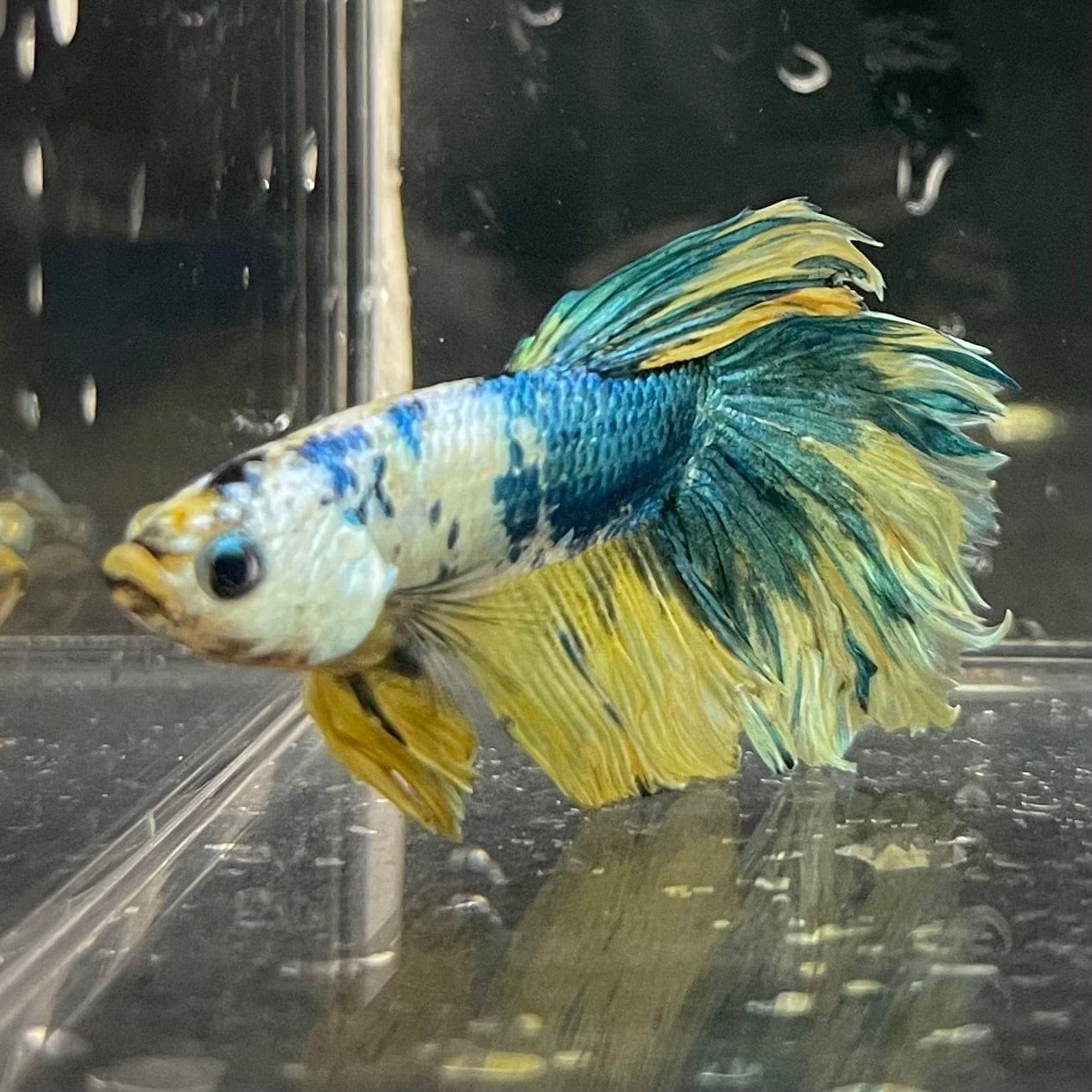 the-fish-farm Premium Male Betta Fancy Halfmoon Premium Male Betta - One Only - 15 Choose your new Premuium Fancy Halfmoon Male Betta - The Fish Farm