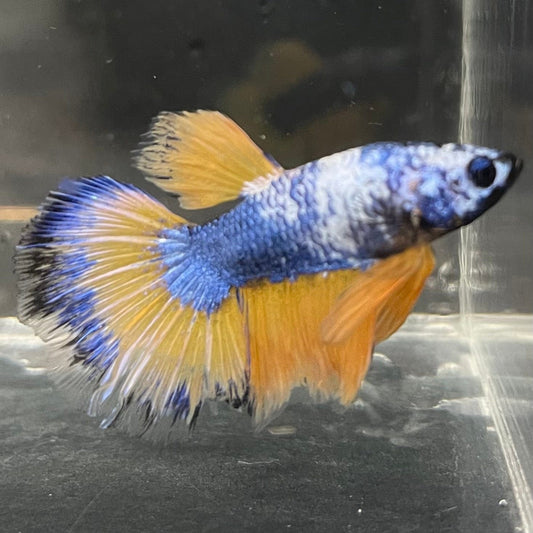 the-fish-farm Premium Male Betta Fancy Halfmoon Premium Male Betta - One Only - 2 Choose your new Premuium Fancy Halfmoon Male Betta - The Fish Farm