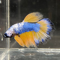 the-fish-farm Premium Male Betta Fancy Halfmoon Premium Male Betta - One Only - 2 Choose your new Premuium Fancy Halfmoon Male Betta - The Fish Farm