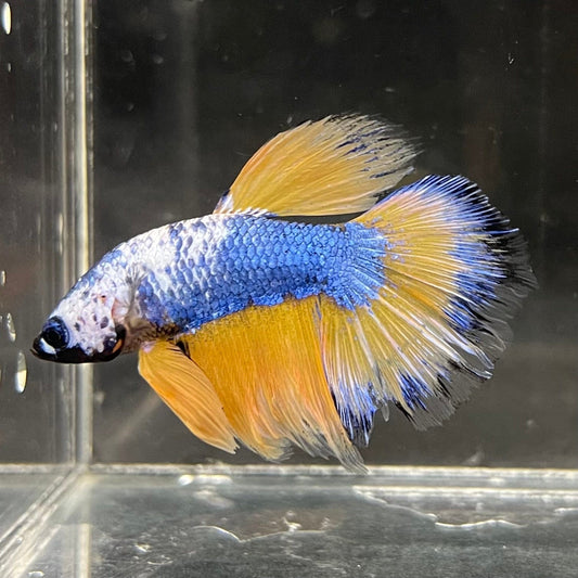 the-fish-farm Premium Male Betta Fancy Halfmoon Premium Male Betta - One Only - 2 Choose your new Premuium Fancy Halfmoon Male Betta - The Fish Farm