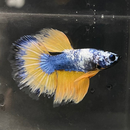 the-fish-farm Premium Male Betta Fancy Halfmoon Premium Male Betta - One Only - 2 Choose your new Premuium Fancy Halfmoon Male Betta - The Fish Farm