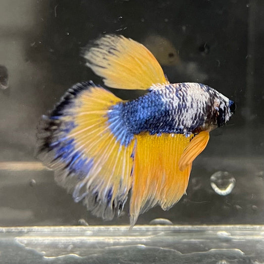the-fish-farm Premium Male Betta Fancy Halfmoon Premium Male Betta - One Only - 2 Choose your new Premuium Fancy Halfmoon Male Betta - The Fish Farm