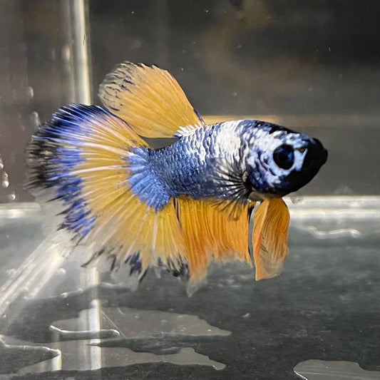 the-fish-farm Premium Male Betta Fancy Halfmoon Premium Male Betta - One Only - 2 Choose your new Premuium Fancy Halfmoon Male Betta - The Fish Farm