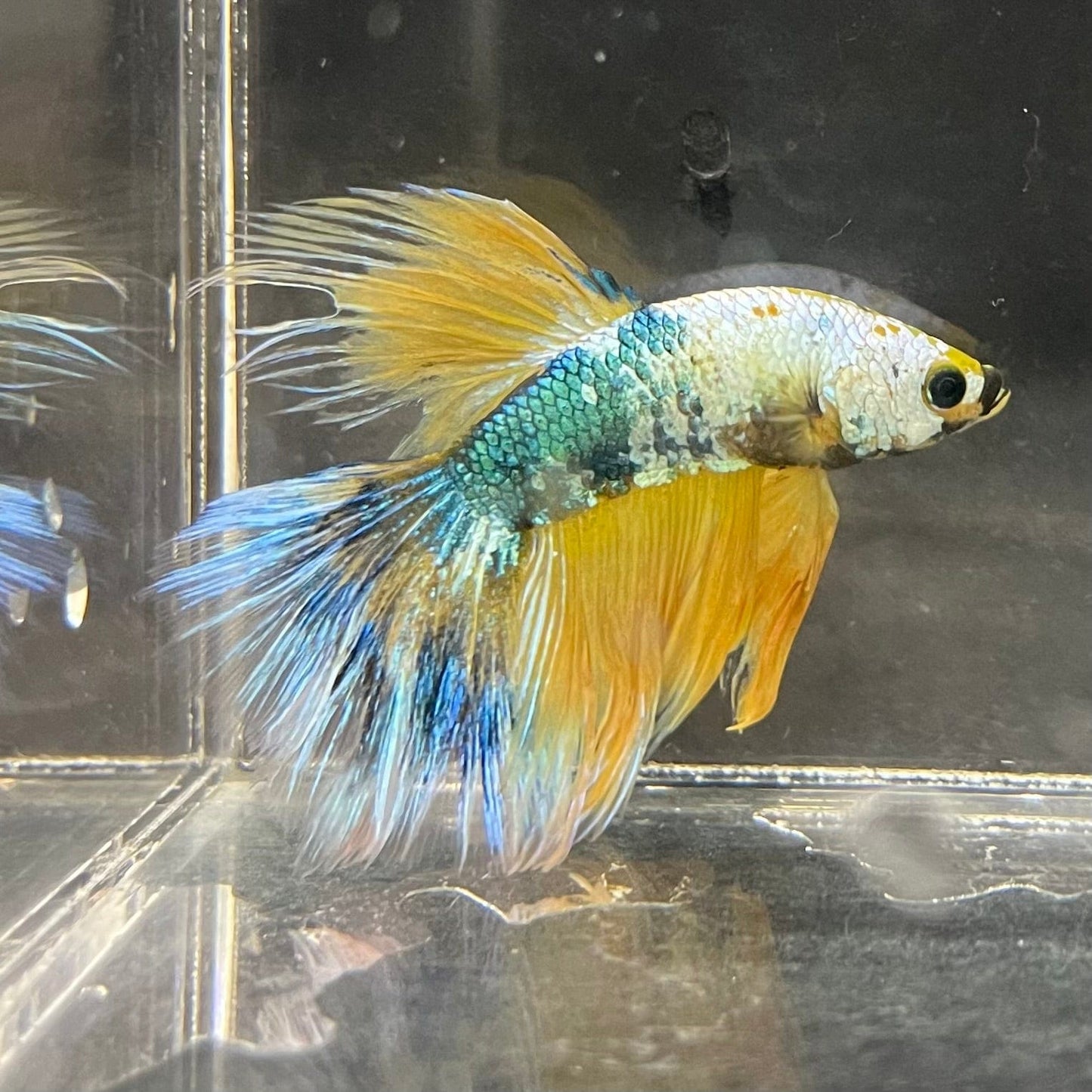 the-fish-farm Premium Male Betta Fancy Halfmoon Premium Male Betta - One Only - 3 Choose your new Premuium Fancy Halfmoon Male Betta - The Fish Farm