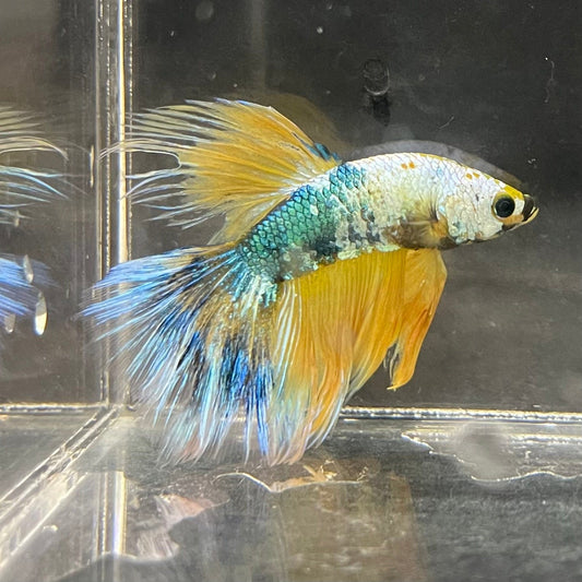 the-fish-farm Premium Male Betta Fancy Halfmoon Premium Male Betta - One Only - 3 Choose your new Premuium Fancy Halfmoon Male Betta - The Fish Farm