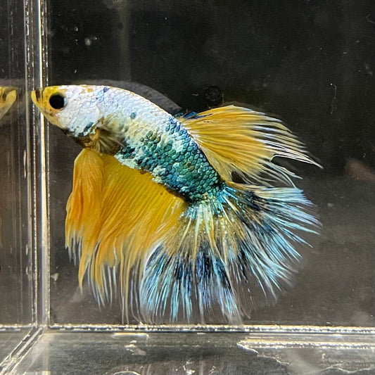 the-fish-farm Premium Male Betta Fancy Halfmoon Premium Male Betta - One Only - 3 Choose your new Premuium Fancy Halfmoon Male Betta - The Fish Farm