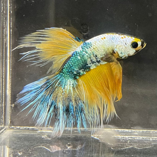the-fish-farm Premium Male Betta Fancy Halfmoon Premium Male Betta - One Only - 3 Choose your new Premuium Fancy Halfmoon Male Betta - The Fish Farm