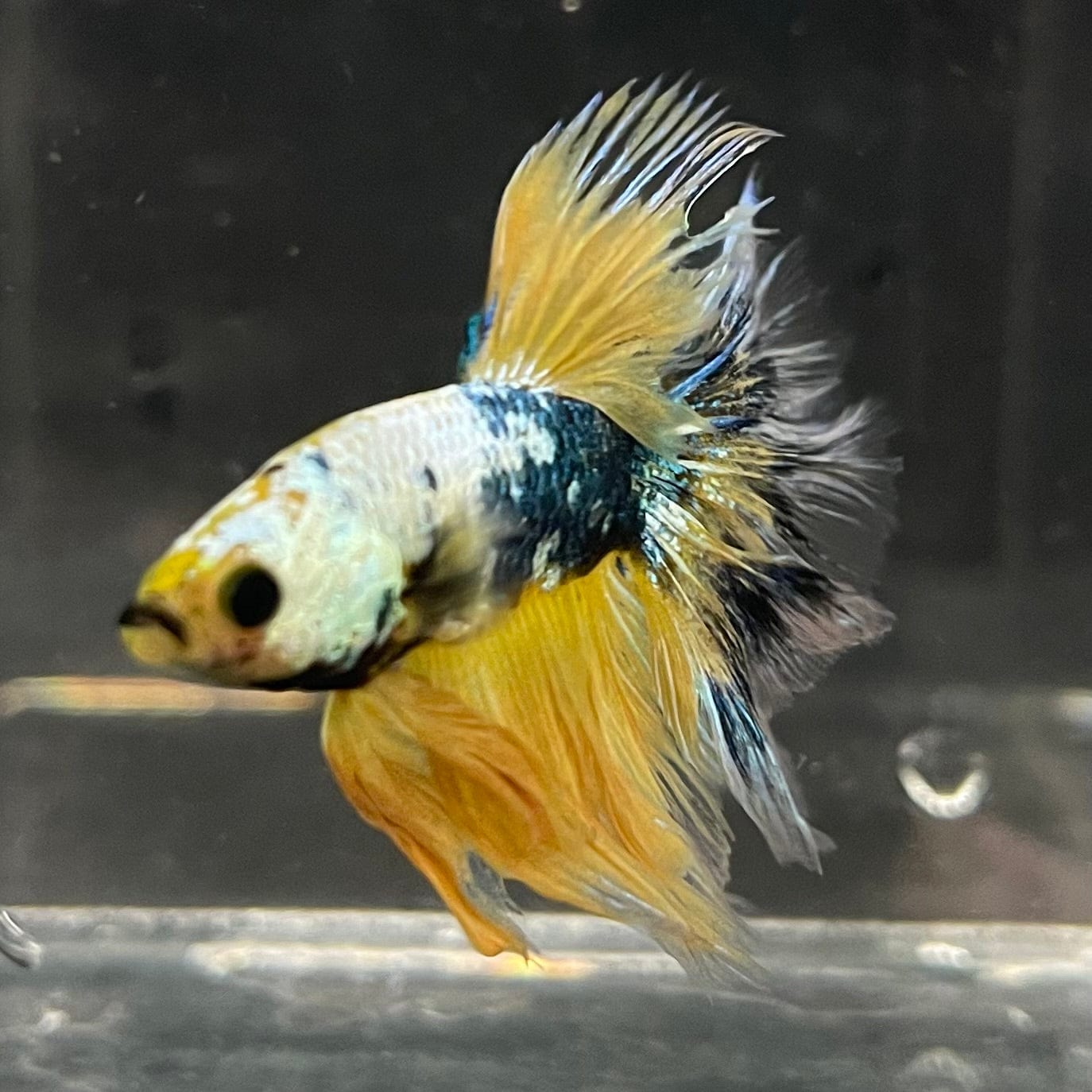 the-fish-farm Premium Male Betta Fancy Halfmoon Premium Male Betta - One Only - 3 Choose your new Premuium Fancy Halfmoon Male Betta - The Fish Farm