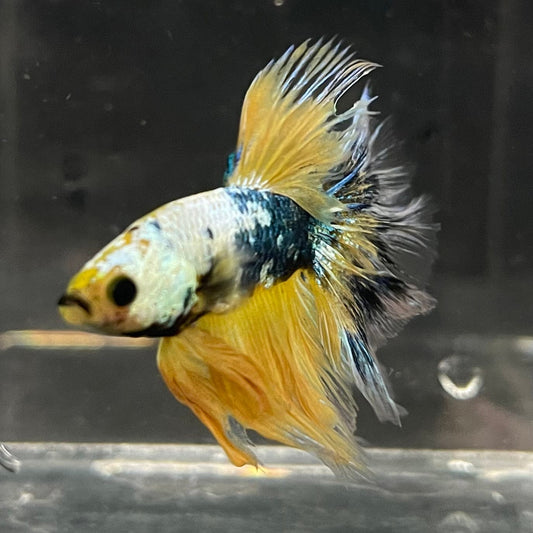 the-fish-farm Premium Male Betta Fancy Halfmoon Premium Male Betta - One Only - 3 Choose your new Premuium Fancy Halfmoon Male Betta - The Fish Farm