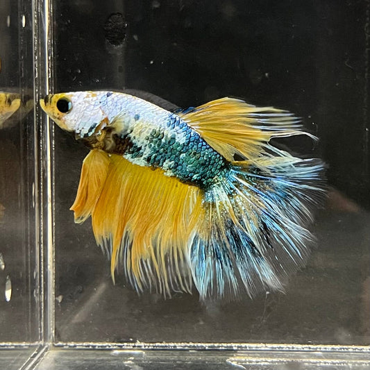 the-fish-farm Premium Male Betta Fancy Halfmoon Premium Male Betta - One Only - 3 Choose your new Premuium Fancy Halfmoon Male Betta - The Fish Farm