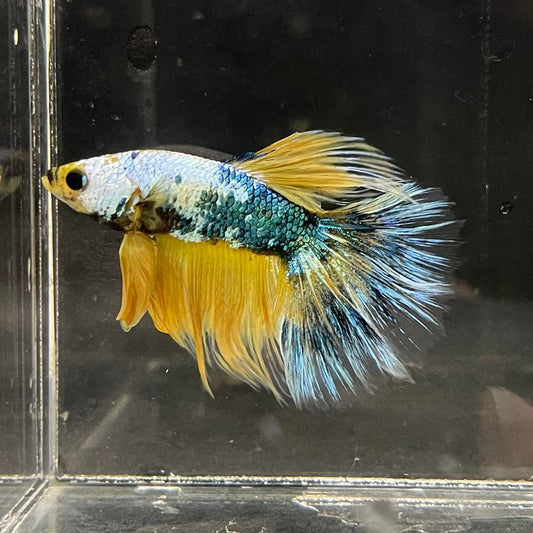 the-fish-farm Premium Male Betta Fancy Halfmoon Premium Male Betta - One Only - 3 Choose your new Premuium Fancy Halfmoon Male Betta - The Fish Farm