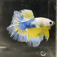 the-fish-farm Premium Male Betta Fancy Halfmoon Premium Male Betta - One Only - 4 Choose your new Premuium Fancy Halfmoon Male Betta - The Fish Farm