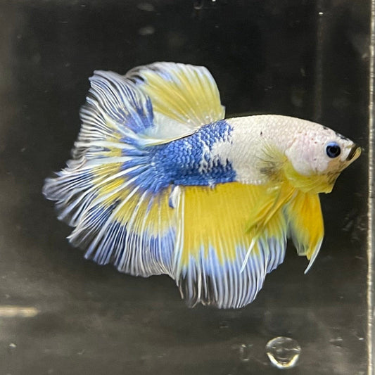 the-fish-farm Premium Male Betta Fancy Halfmoon Premium Male Betta - One Only - 4 Choose your new Premuium Fancy Halfmoon Male Betta - The Fish Farm