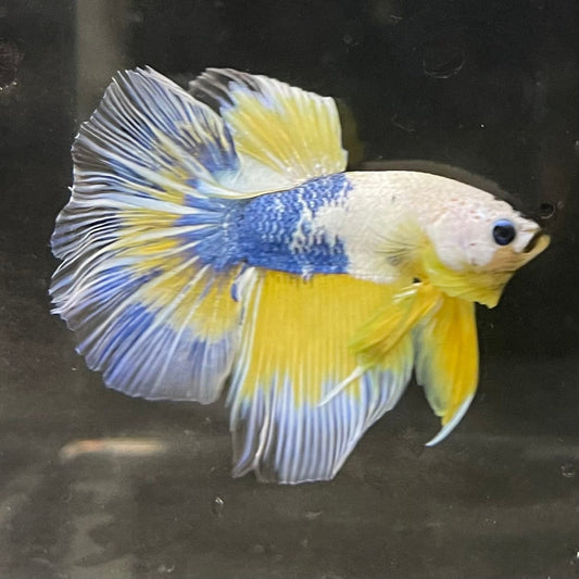 the-fish-farm Premium Male Betta Fancy Halfmoon Premium Male Betta - One Only - 4 Choose your new Premuium Fancy Halfmoon Male Betta - The Fish Farm