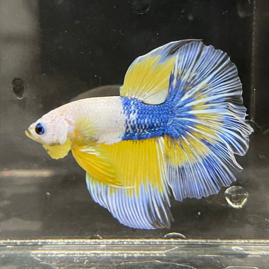 the-fish-farm Premium Male Betta Fancy Halfmoon Premium Male Betta - One Only - 4 Choose your new Premuium Fancy Halfmoon Male Betta - The Fish Farm
