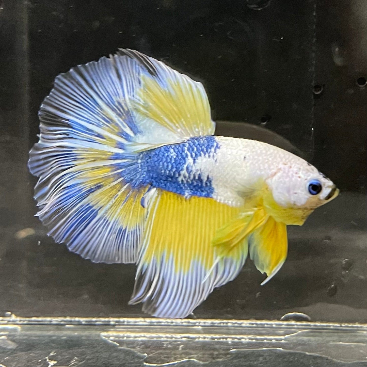 the-fish-farm Premium Male Betta Fancy Halfmoon Premium Male Betta - One Only - 4 Choose your new Premuium Fancy Halfmoon Male Betta - The Fish Farm
