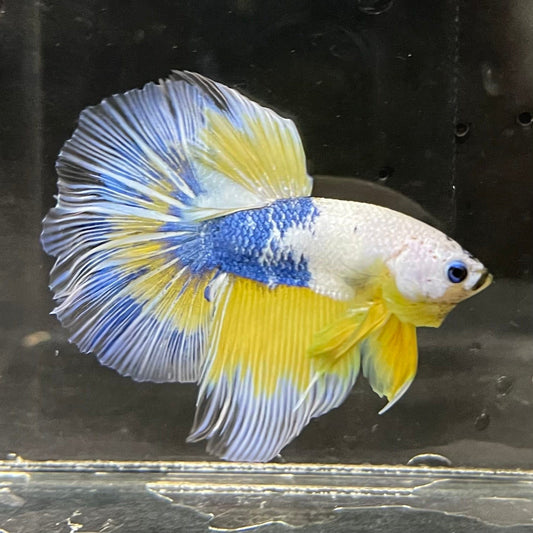 the-fish-farm Premium Male Betta Fancy Halfmoon Premium Male Betta - One Only - 4 Choose your new Premuium Fancy Halfmoon Male Betta - The Fish Farm