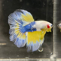 the-fish-farm Premium Male Betta Fancy Halfmoon Premium Male Betta - One Only - 4 Choose your new Premuium Fancy Halfmoon Male Betta - The Fish Farm