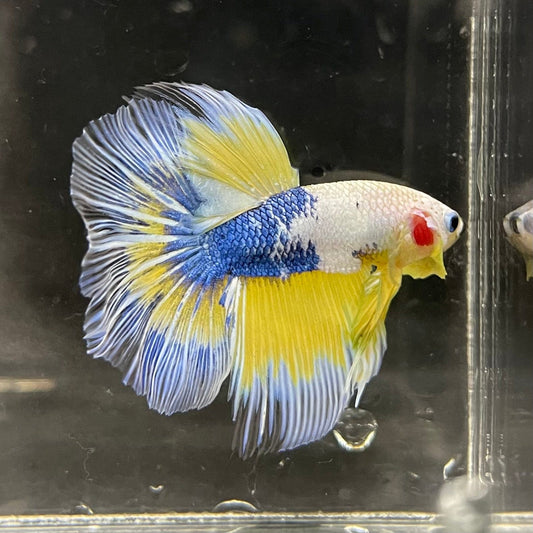 the-fish-farm Premium Male Betta Fancy Halfmoon Premium Male Betta - One Only - 4 Choose your new Premuium Fancy Halfmoon Male Betta - The Fish Farm