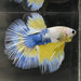 the-fish-farm Premium Male Betta Fancy Halfmoon Premium Male Betta - One Only - 4 Choose your new Premuium Fancy Halfmoon Male Betta - The Fish Farm