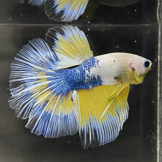 the-fish-farm Premium Male Betta Fancy Halfmoon Premium Male Betta - One Only - 4 Choose your new Premuium Fancy Halfmoon Male Betta - The Fish Farm