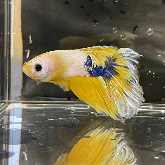 the-fish-farm Premium Male Betta Fancy Halfmoon Premium Male Betta - One Only - 5 Choose your new Premuium Fancy Halfmoon Male Betta - The Fish Farm