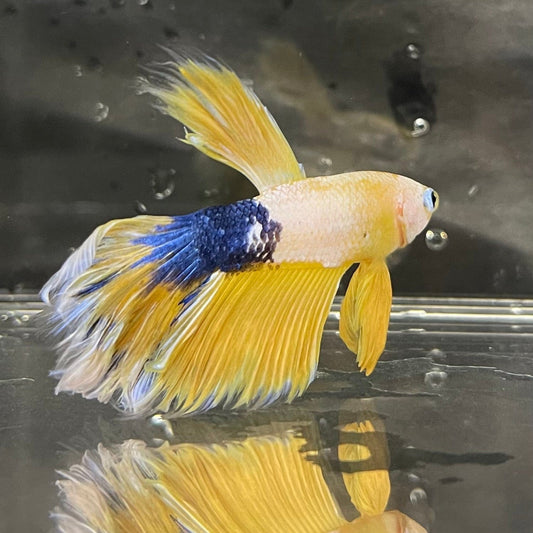the-fish-farm Premium Male Betta Fancy Halfmoon Premium Male Betta - One Only - 5 Choose your new Premuium Fancy Halfmoon Male Betta - The Fish Farm