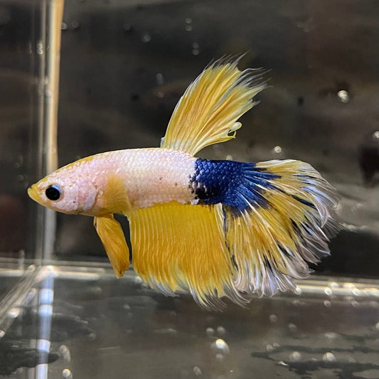the-fish-farm Premium Male Betta Fancy Halfmoon Premium Male Betta - One Only - 5 Choose your new Premuium Fancy Halfmoon Male Betta - The Fish Farm