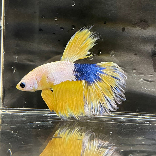 the-fish-farm Premium Male Betta Fancy Halfmoon Premium Male Betta - One Only - 5 Choose your new Premuium Fancy Halfmoon Male Betta - The Fish Farm