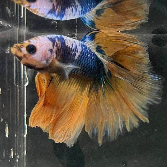 the-fish-farm Premium Male Betta Fancy Halfmoon Premium Male Betta - One Only - 7 Choose your new Premuium Fancy Halfmoon Male Betta - The Fish Farm