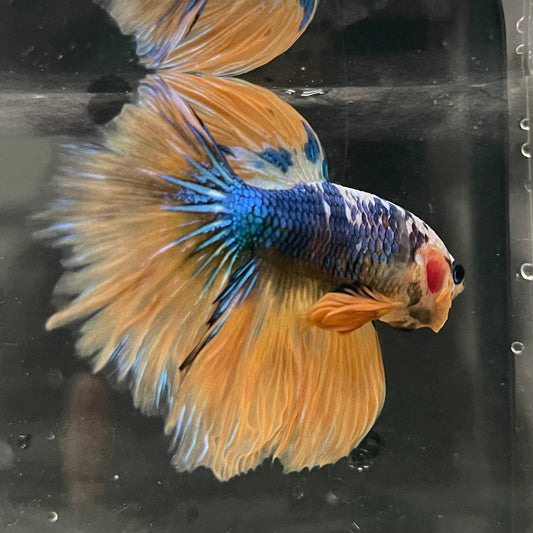 the-fish-farm Premium Male Betta Fancy Halfmoon Premium Male Betta - One Only - 7 Choose your new Premuium Fancy Halfmoon Male Betta - The Fish Farm
