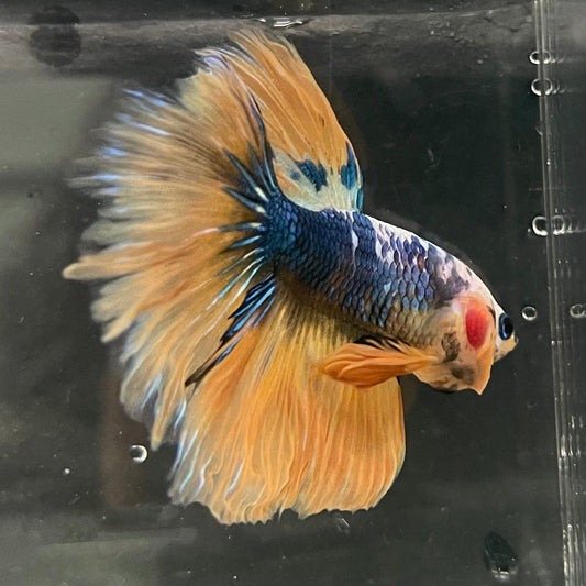 the-fish-farm Premium Male Betta Fancy Halfmoon Premium Male Betta - One Only - 7 Choose your new Premuium Fancy Halfmoon Male Betta - The Fish Farm