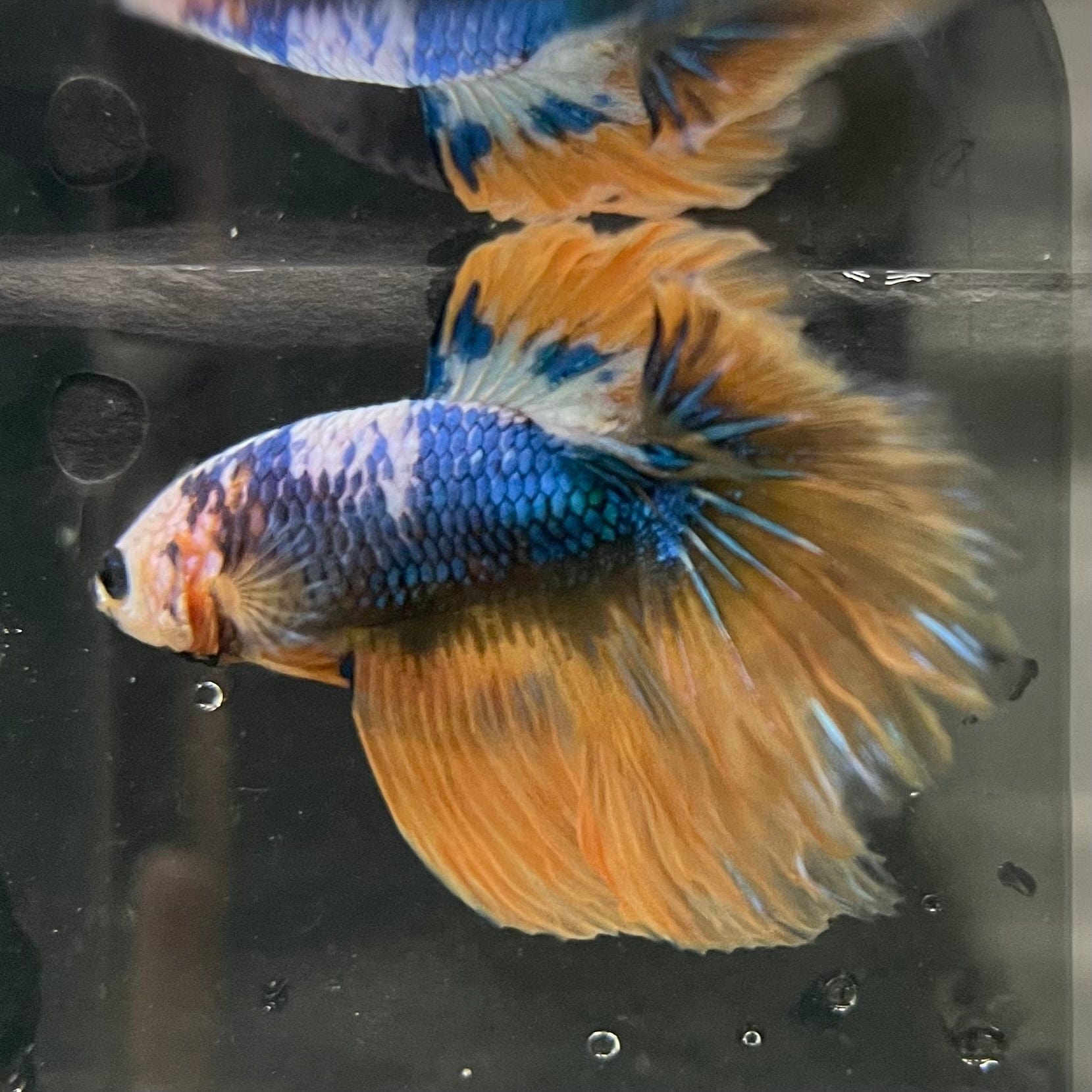 the-fish-farm Premium Male Betta Fancy Halfmoon Premium Male Betta - One Only - 7 Choose your new Premuium Fancy Halfmoon Male Betta - The Fish Farm