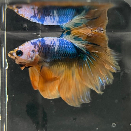the-fish-farm Premium Male Betta Fancy Halfmoon Premium Male Betta - One Only - 7 Choose your new Premuium Fancy Halfmoon Male Betta - The Fish Farm